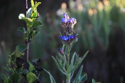 Anchusa capensis, photographed by Tony Rebelo
