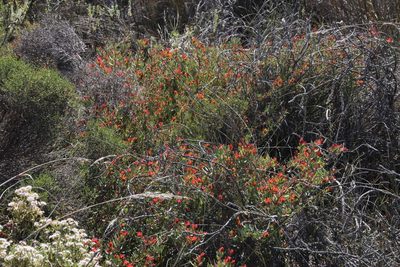 Protea sulphurea, photographed by Tony Rebelo