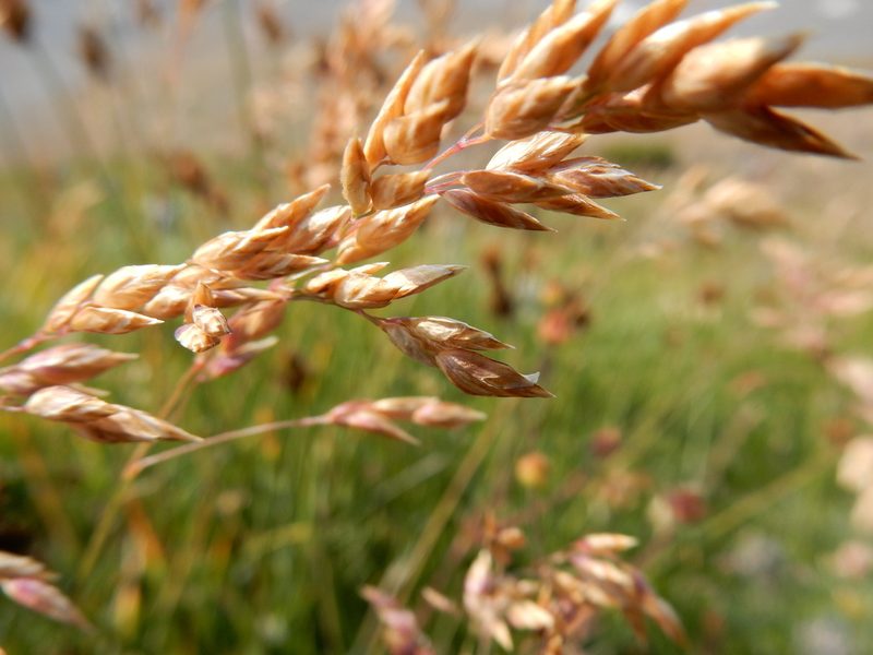 Poa arctica, photographed by Matt Lavin