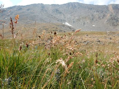 Poa arctica, photographed by Matt Lavin