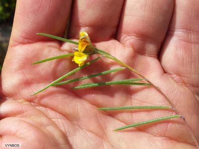 Aspalathus lebeckioides, photographed by Chris Vynbos