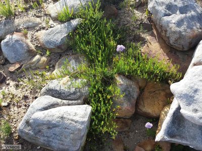 Aspalathus lebeckioides, photographed by Chris Vynbos