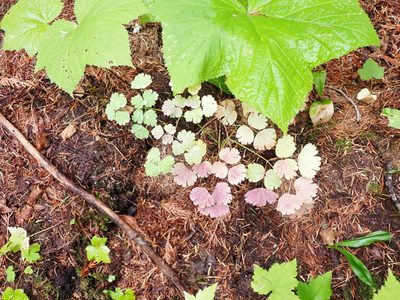 Thalictrum occidentale, photographed by Randal
