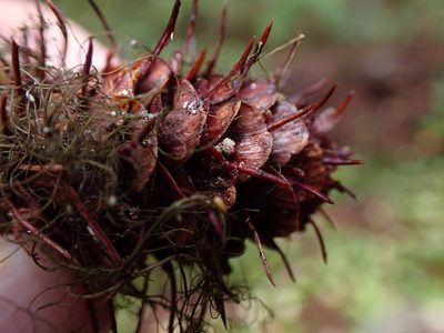 Larix occidentalis, photographed by Randal