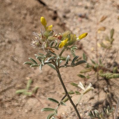 Dalea nana, photographed by Dominic Gentilcore
