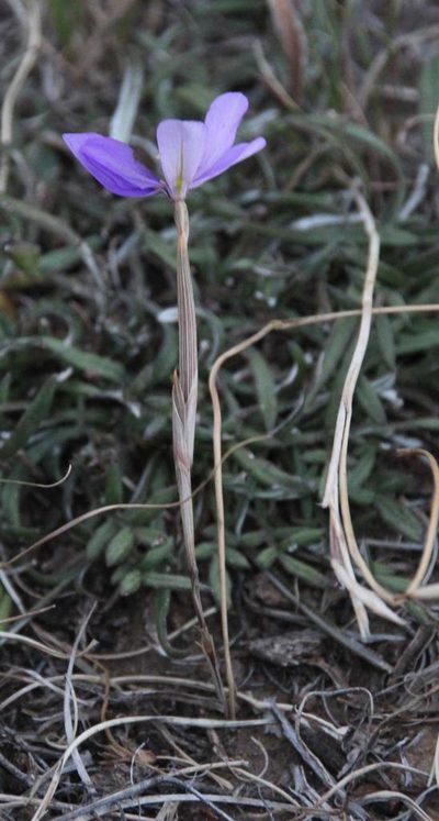 Moraea crispa, photographed by Tony Rebelo