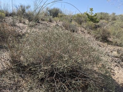Eriogonum effusum, photographed by Dominic Gentilcore