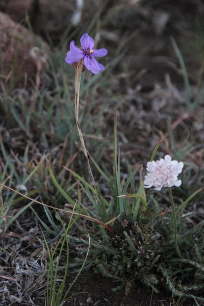Moraea crispa, photographed by Tony Rebelo