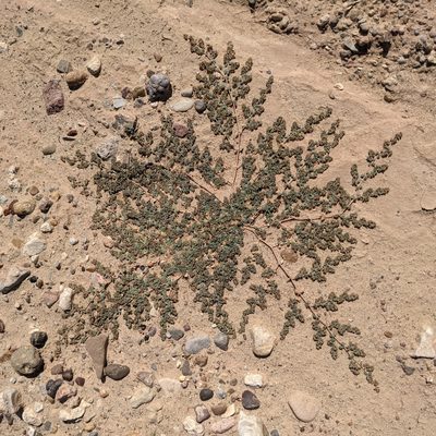 Euphorbia micromera, photographed by Dominic Gentilcore