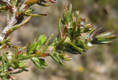 Oedera decussata, photographed by Nicola van Berkel
