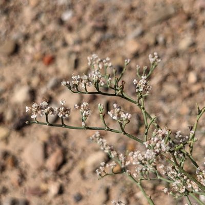 Eriogonum rotundifolium, photographed by Dominic Gentilcore