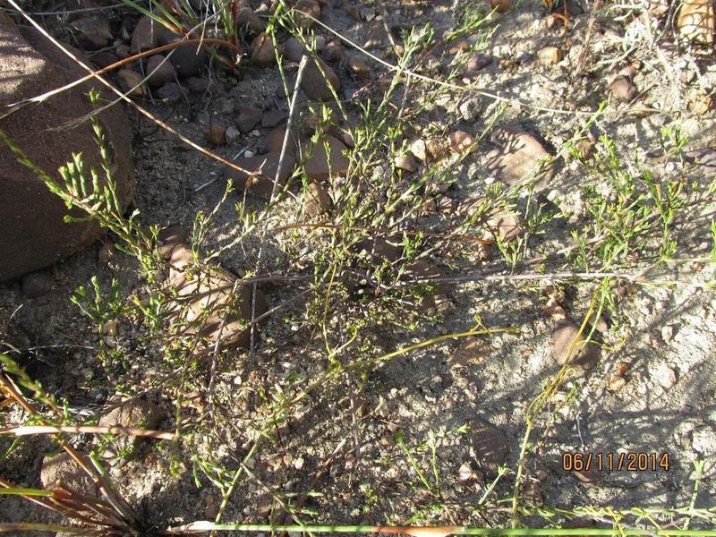 Lachnaea pusilla, photographed by douglaseustonbrown
