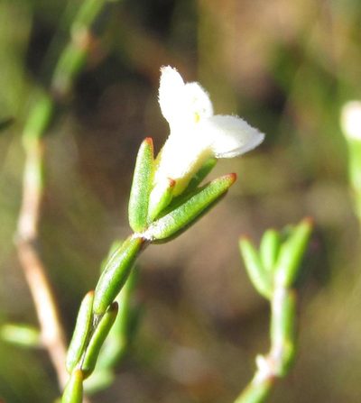 Lachnaea pusilla, photographed by douglaseustonbrown