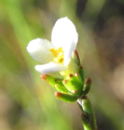 Lachnaea pusilla, photographed by douglaseustonbrown