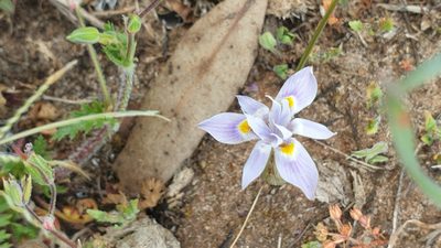 Moraea setifolia, photographed by Rosalie Lawrence