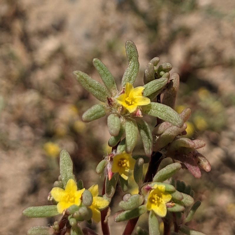 Portulaca halimoides, photographed by Dominic Gentilcore