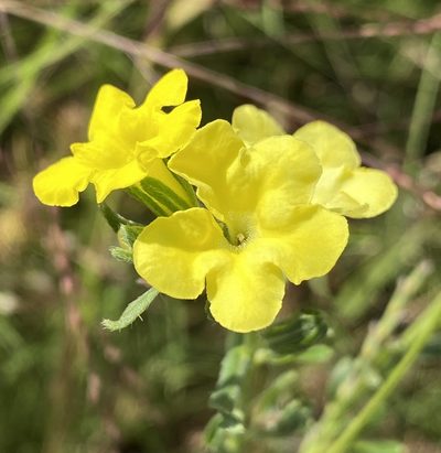 Lithospermum cobrense, photographed by Daniel McNair