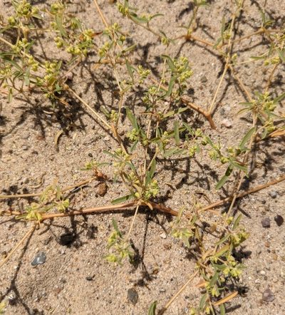 Euphorbia parryi, photographed by Dominic Gentilcore