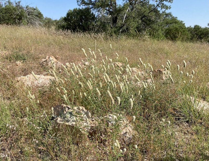 Dalea albiflora, photographed by Daniel McNair