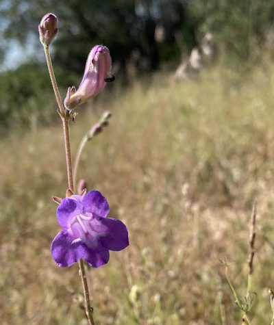 Penstemon dasyphyllus, photographed by Daniel McNair
