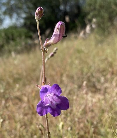 Penstemon dasyphyllus, photographed by Daniel McNair