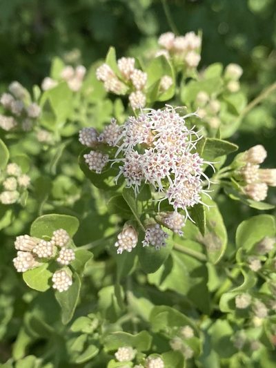 Ageratina wrightii, photographed by Daniel McNair