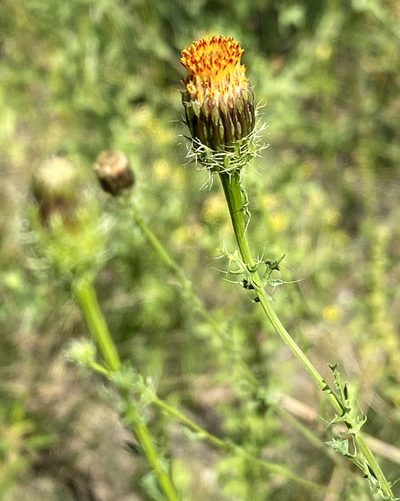 Adenophyllum porophyllum, photographed by Daniel McNair