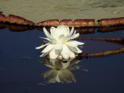 Victoria boliviana, photographed by Naturalist Tours
