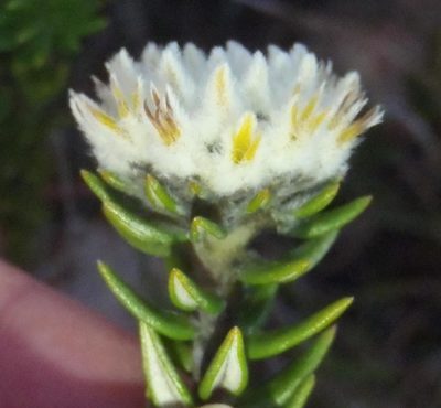 Phylica propinqua, photographed by Nicola van Berkel