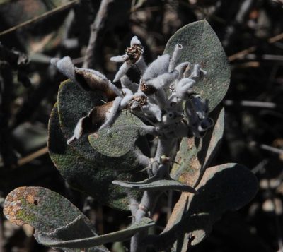 Stirtonanthus insignis, photographed by Tony Rebelo