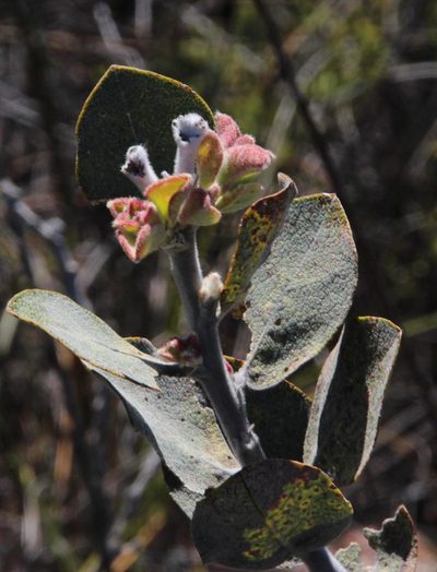 Stirtonanthus insignis, photographed by Tony Rebelo