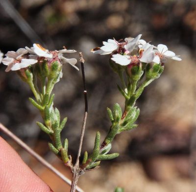 Eriocephalus aromaticus, photographed by Tony Rebelo