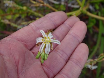 Trachyandra divaricata, photographed by Shaun Swanepoel