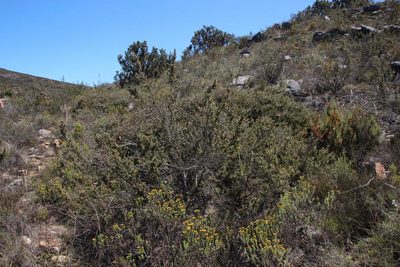 Protea sulphurea, photographed by Tony Rebelo