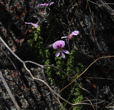 Pelargonium crispum, photographed by Tony Rebelo