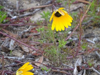 Ursinia chrysanthemoides, photographed by Shaun Swanepoel