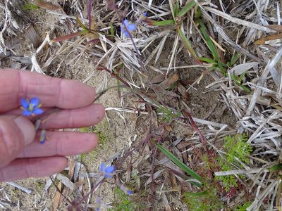 Heliophila linearis, photographed by Shaun Swanepoel