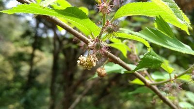 Broussonetia monoica, photographed by Lin Scott