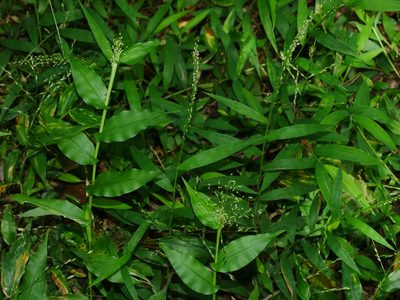 Panicum brevifolium, photographed by Jacy Chen