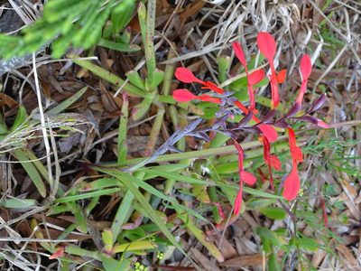 Gladiolus cunonius, photographed by Shaun Swanepoel