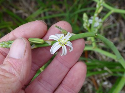 Trachyandra divaricata, photographed by Shaun Swanepoel