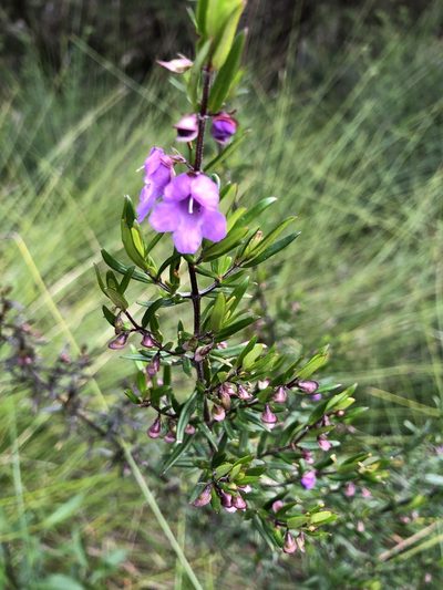 Prostanthera scutellarioides, photographed by Samuel Frankel