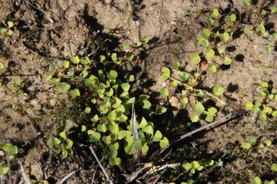 Oxalis dregei, photographed by Tony Rebelo