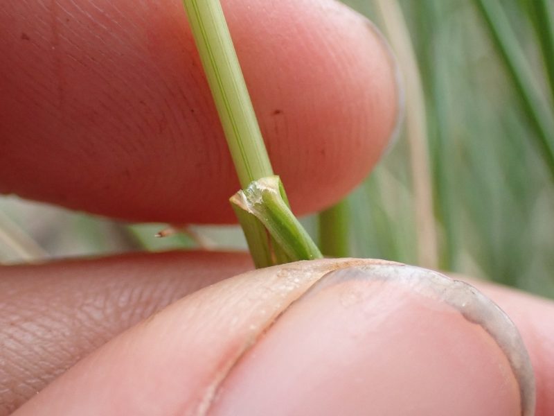 Festuca campestris, photographed by Ellyne Geurts