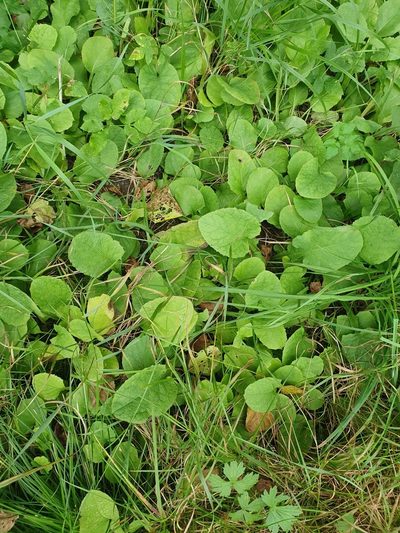 Lactuca macrophylla, photographed by Jens Ullenius