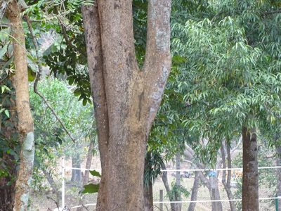 Lophira alata, photographed by Ajit Ampalakkad