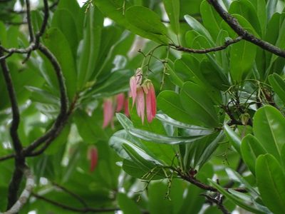 Lophira alata, photographed by Ajit Ampalakkad
