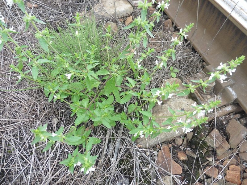 Stachys annua, photographed by Силаева Татьяна Борисовна