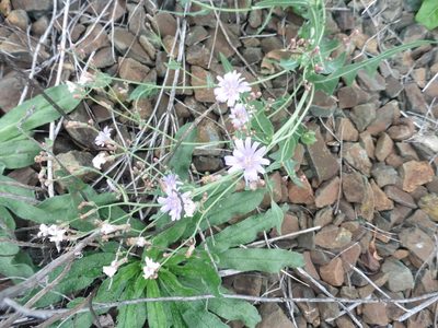 Lactuca tatarica, photographed by Силаева Татьяна Борисовна