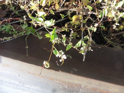 Fallopia convolvulus, photographed by Силаева Татьяна Борисовна